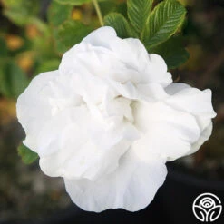 Blanc Double De Coubert -FloraFinesse Shop Blanc Double de Coubert 23