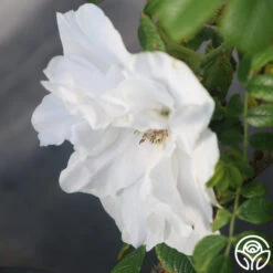 Blanc Double De Coubert -FloraFinesse Shop Blanc Double de Coubert 25