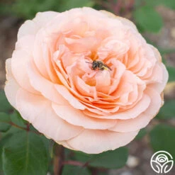 Parfuma® Bliss 16 Parfuma® Bliss -FloraFinesse Shop Bliss Parfuma 03