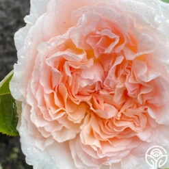 Parfuma® Bliss 15 Parfuma® Bliss -FloraFinesse Shop Bliss Parfuma 02