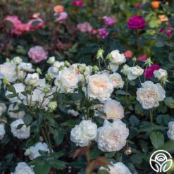 Bolero™ -FloraFinesse Shop Bolero 023