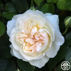 Bolero™ -FloraFinesse Shop Bolero 0234