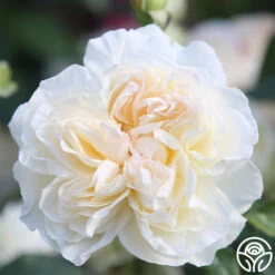 Bolero™ -FloraFinesse Shop Bolero 12