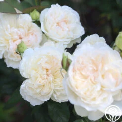 Bolero™ -FloraFinesse Shop Bolero 13