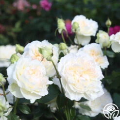 Bolero™ -FloraFinesse Shop Bolero 14