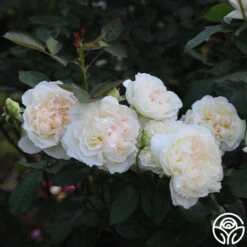 Bolero™ -FloraFinesse Shop Bolero 15