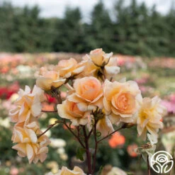 By Appointment™ -FloraFinesse Shop By Appointment 02