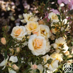 By Appointment™ -FloraFinesse Shop By Appointment 04