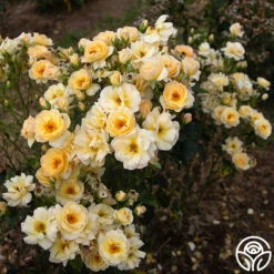 By Appointment™ -FloraFinesse Shop By Appointment 056