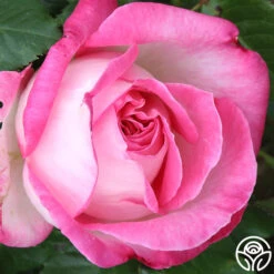 California Dreamin'™ -FloraFinesse Shop California Dreamin 11