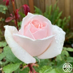 Cameo Perfume™ -FloraFinesse Shop Cameo Perfume 06