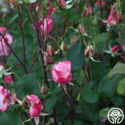 Candy Cane Cocktail™ -FloraFinesse Shop Candy Cane Cockail 14