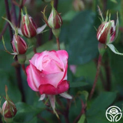 Candy Cane Cocktail™ -FloraFinesse Shop Candy Cane Cocktail 11