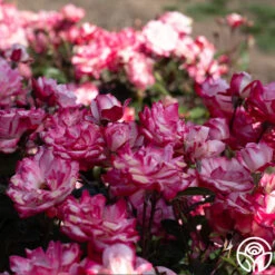 Candy Cane Cocktail™ -FloraFinesse Shop Candy Cane Cocktail 14