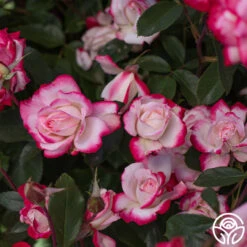 Candy Cane Cocktail™ -FloraFinesse Shop Candy Cane Cocktail 15