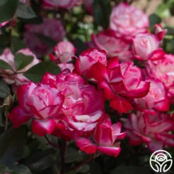 Candy Cane Cocktail™ -FloraFinesse Shop Candy Cane Cocktail 16