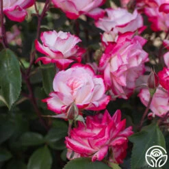 Candy Cane Cocktail™ -FloraFinesse Shop Candy Cane Cocktail 18