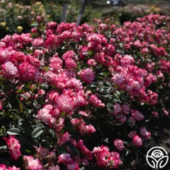 Candy Cane Cocktail™ -FloraFinesse Shop Candy Cane Cocktail 19