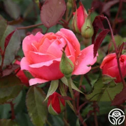 Front Page 30 Front Page -FloraFinesse Shop Carefree Celebration 02