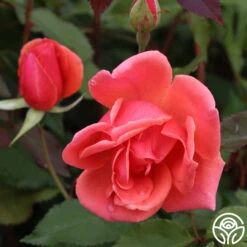 Carefree Celebration -FloraFinesse Shop Carefree Celebration 03