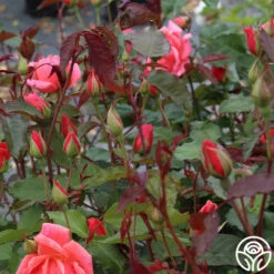 Carefree Celebration -FloraFinesse Shop Carefree Celebration 05