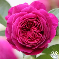 Celestial Night™ -FloraFinesse Shop Celestial Night 15