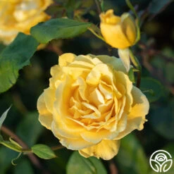 Ch-Ching! -FloraFinesse Shop Ch Ching 05