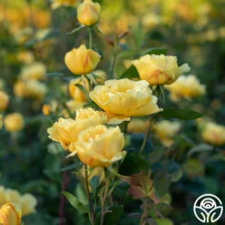 Ch-Ching! -FloraFinesse Shop Ch Ching 032