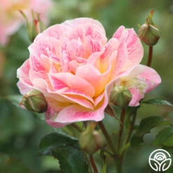 Champagne Cocktail -FloraFinesse Shop Champagne Cocktail 1