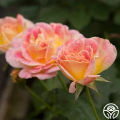 Champagne Cocktail -FloraFinesse Shop Champagne Cocktail 122