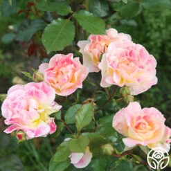 Champagne Cocktail -FloraFinesse Shop Champagne Cocktail 123