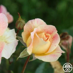 Champagne Cocktail -FloraFinesse Shop Champagne Cocktail 14