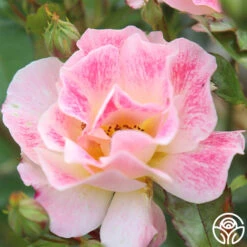 Champagne Cocktail -FloraFinesse Shop Champagne Cocktail 16