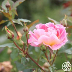 Champagne Cocktail -FloraFinesse Shop Champagne Cocktail 18