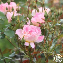 Champagne Cocktail -FloraFinesse Shop Champagne Cocktail 19