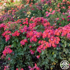 Cinco De Mayo 23 Cinco De Mayo -FloraFinesse Shop Cinco De Mayo 01