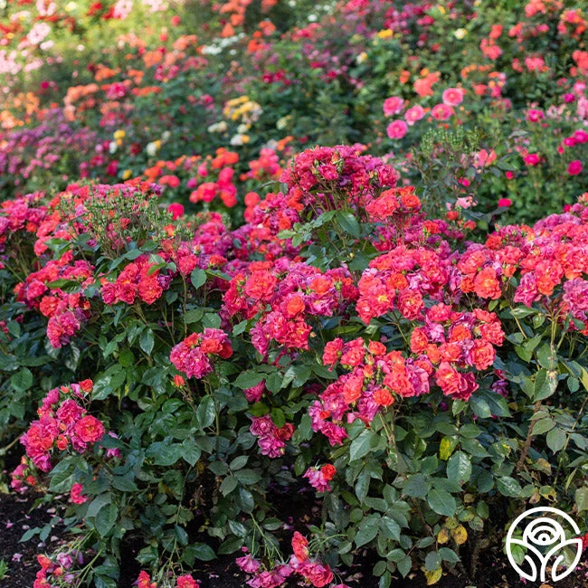 Cinco De Mayo 9 Cinco De Mayo - Image 9