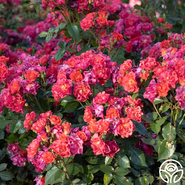 Cinco De Mayo 2 Cinco De Mayo - Image 2