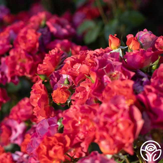 Cinco De Mayo 8 Cinco De Mayo - Image 8