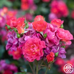 Cinco De Mayo 21 Cinco De Mayo -FloraFinesse Shop Cinco De Mayo 3456