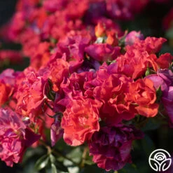 Cinco De Mayo 20 Cinco De Mayo -FloraFinesse Shop Cinco De mayo 63