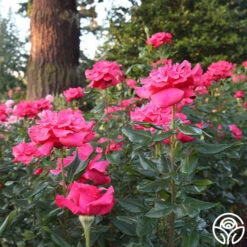 Cinnamon Dolce™ 27 Cinnamon Dolce™ -FloraFinesse Shop Cinnamon Dolce 12