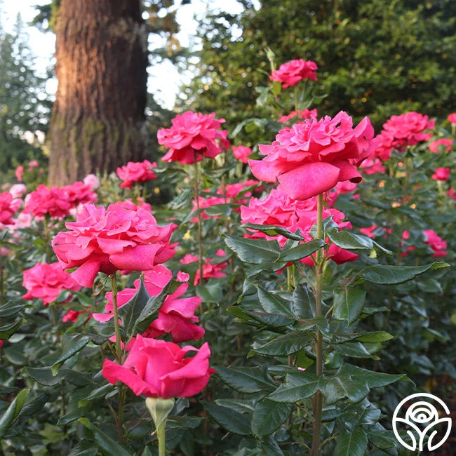 Cinnamon Dolce™ 13 Cinnamon Dolce™ - Image 13