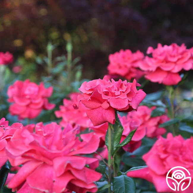 Cinnamon Dolce™ 14 Cinnamon Dolce™ - Image 14