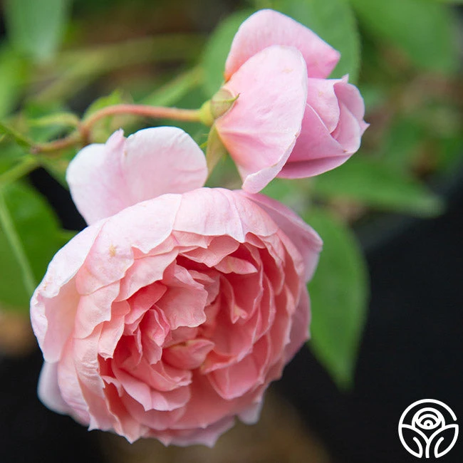 Colette® 7 Colette® - Image 7