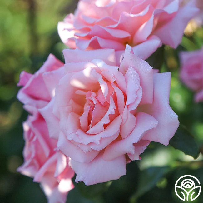 Compassion® 1 Compassion®