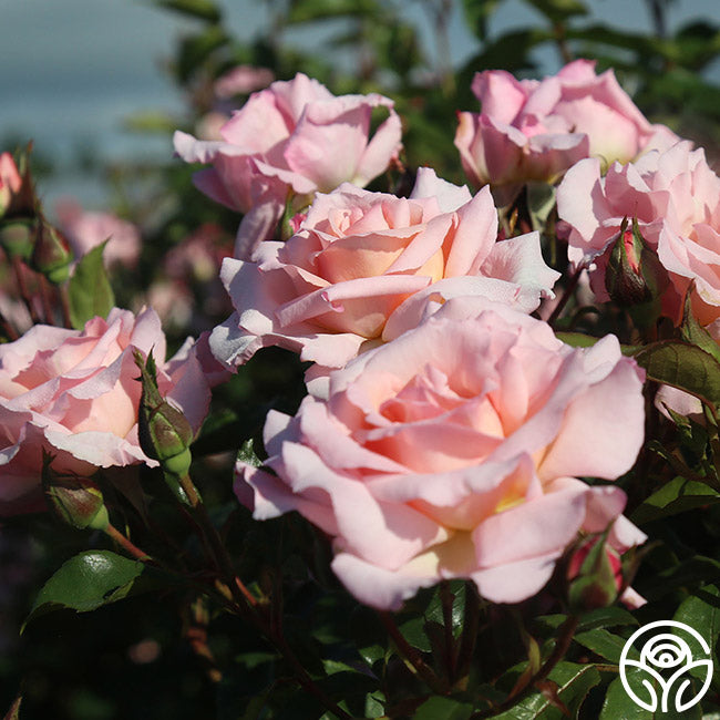 Front Page 28 Front Page -FloraFinesse Shop Compassion 13 1