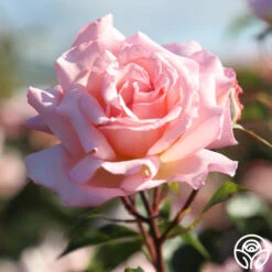 Compassion® 22 Compassion® -FloraFinesse Shop Compassion 18