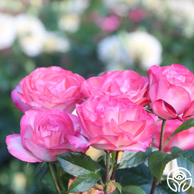 Coretta Scott King 7 Coretta Scott King - Image 7