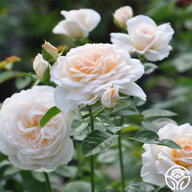 Front Page 29 Front Page -FloraFinesse Shop Cream Abundance 13 1